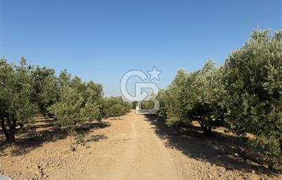 SARUHANLI SARIÇAM'DA DOĞA İLE İÇİÇE VERİMLİ SATILIK ZEYTİNLİK