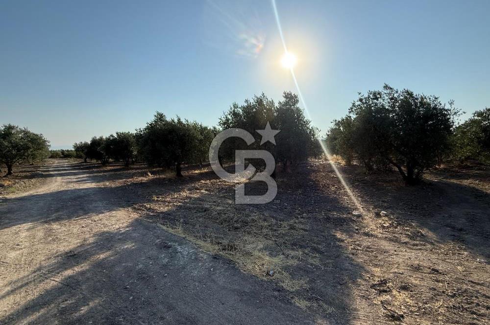 SARUHANLI SARIÇAM'DA DOĞA İLE İÇİÇE VERİMLİ SATILIK ZEYTİNLİK
