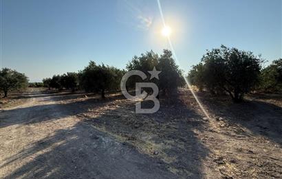 SARUHANLI SARIÇAM'DA DOĞA İLE İÇİÇE VERİMLİ SATILIK ZEYTİNLİK