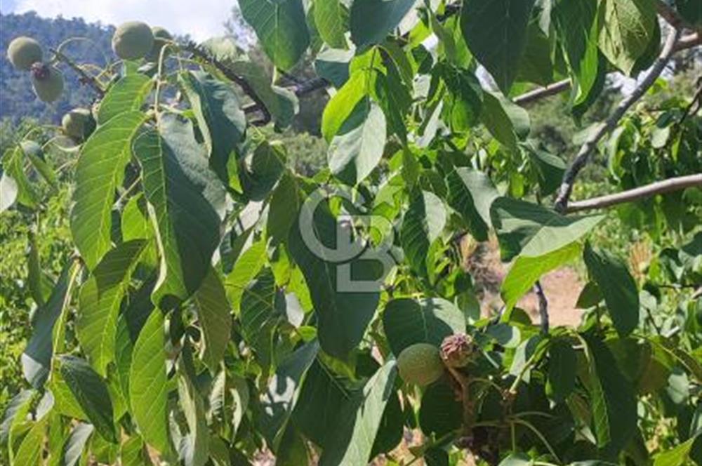 ANTALYA KAŞ GÖMÜCE SATILIK MÜSTAKİL EV VE TARLA