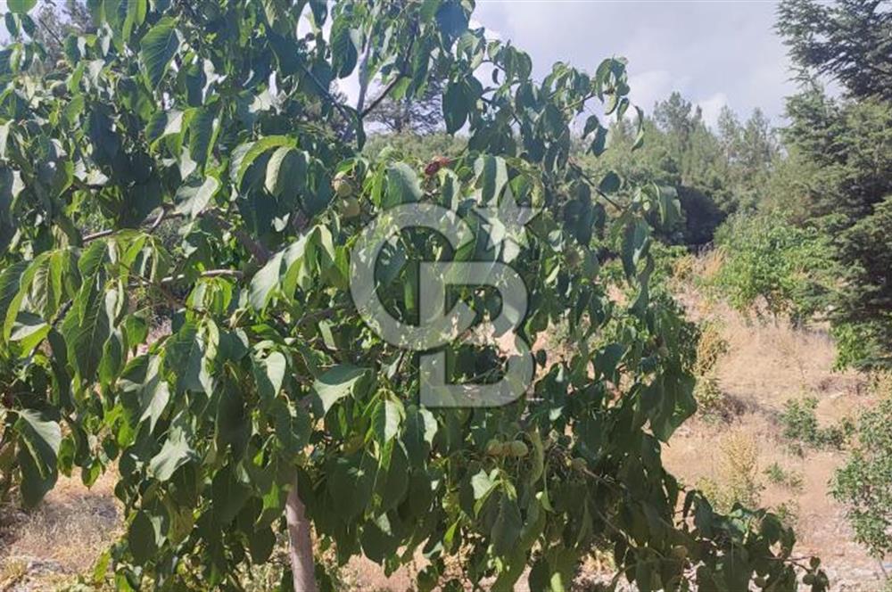 ANTALYA KAŞ GÖMÜCE SATILIK MÜSTAKİL EV VE TARLA