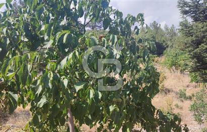 ANTALYA KAŞ GÖMÜCE SATILIK MÜSTAKİL EV VE TARLA