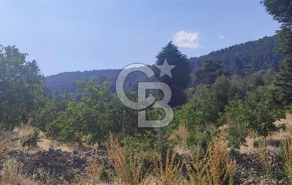 ANTALYA KAŞ GÖMÜCE SATILIK MÜSTAKİL EV VE TARLA