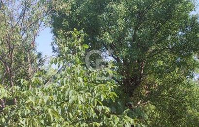 ANTALYA KAŞ GÖMÜCE SATILIK MÜSTAKİL EV VE TARLA