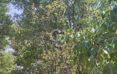 ANTALYA KAŞ GÖMÜCE SATILIK MÜSTAKİL EV VE TARLA