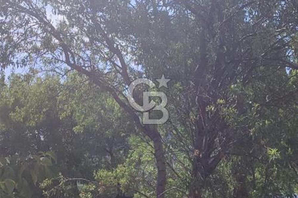 ANTALYA KAŞ GÖMÜCE SATILIK MÜSTAKİL EV VE TARLA