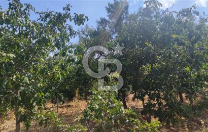 ANTALYA KAŞ GÖMÜCE SATILIK MÜSTAKİL EV VE TARLA