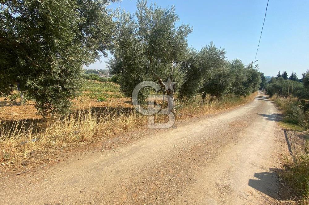 TORBALI ÇAKIRBEYLİ KÖYÜNDE SATILIK TARLA