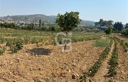 TORBALI ÇAKIRBEYLİ KÖYÜNDE SATILIK TARLA