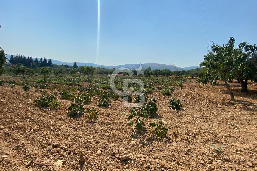 TORBALI ÇAKIRBEYLİ KÖYÜNDE SATILIK TARLA