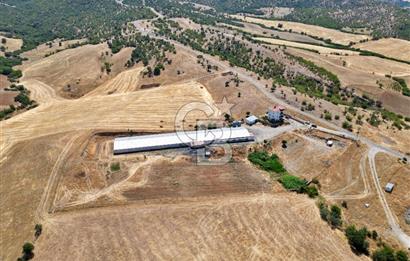 CB OPİA'DAN KURULU DÜZEN 2 PARSEL TAVUK ÇİFTLİĞİ