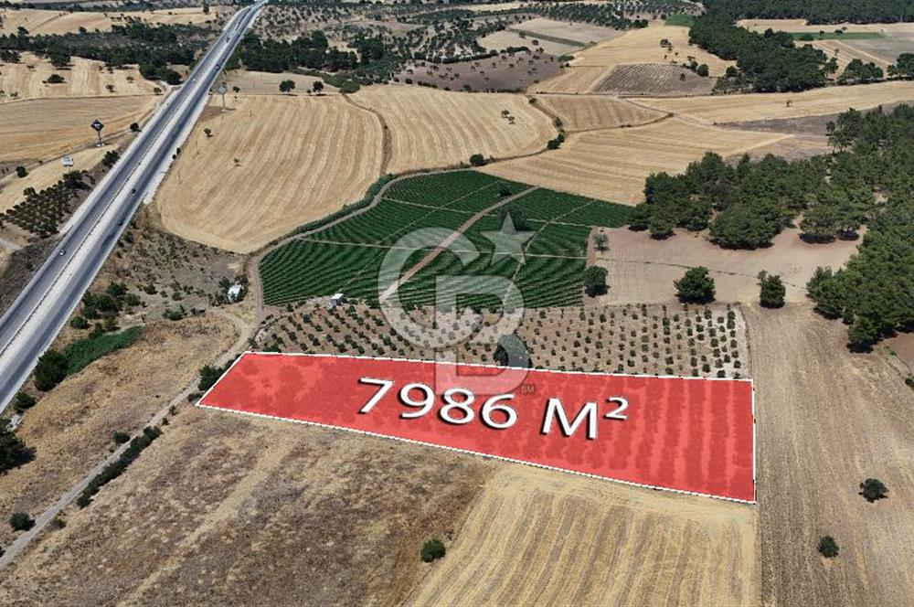 ÇANAKKALE AKÇAPINAR İZMİR ASFALTINA CEPHELİ SATILIK ZEYTİNLİK!