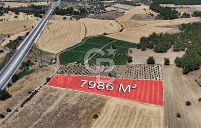 ÇANAKKALE AKÇAPINAR İZMİR ASFALTINA CEPHELİ SATILIK ZEYTİNLİK!
