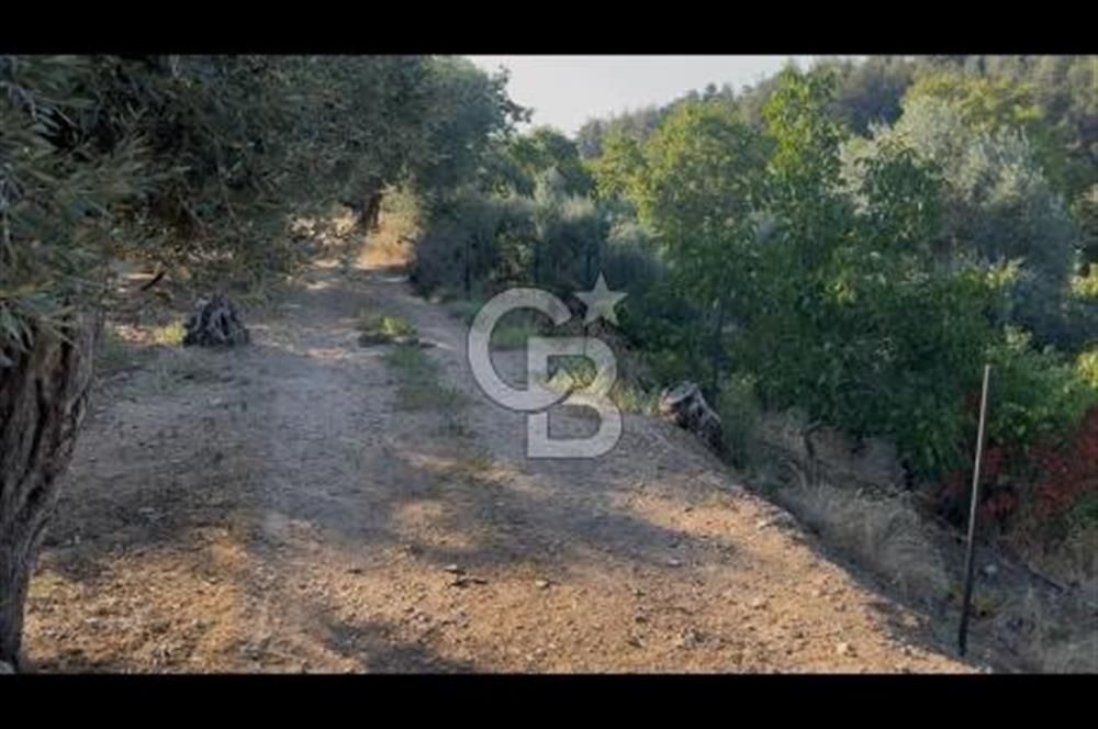 Kemalpaşa ,da Sincancılar 4429m2 Tek Tapu Satılık Tarla