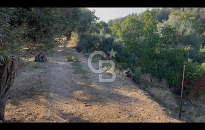 Kemalpaşa ,da Sincancılar 4429m2 Tek Tapu Satılık Tarla