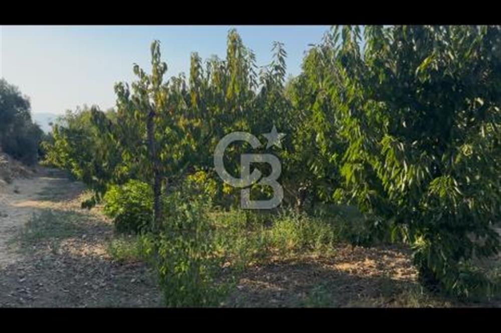 Kemalpaşa ,da Sincancılar 4429m2 Tek Tapu Satılık Tarla