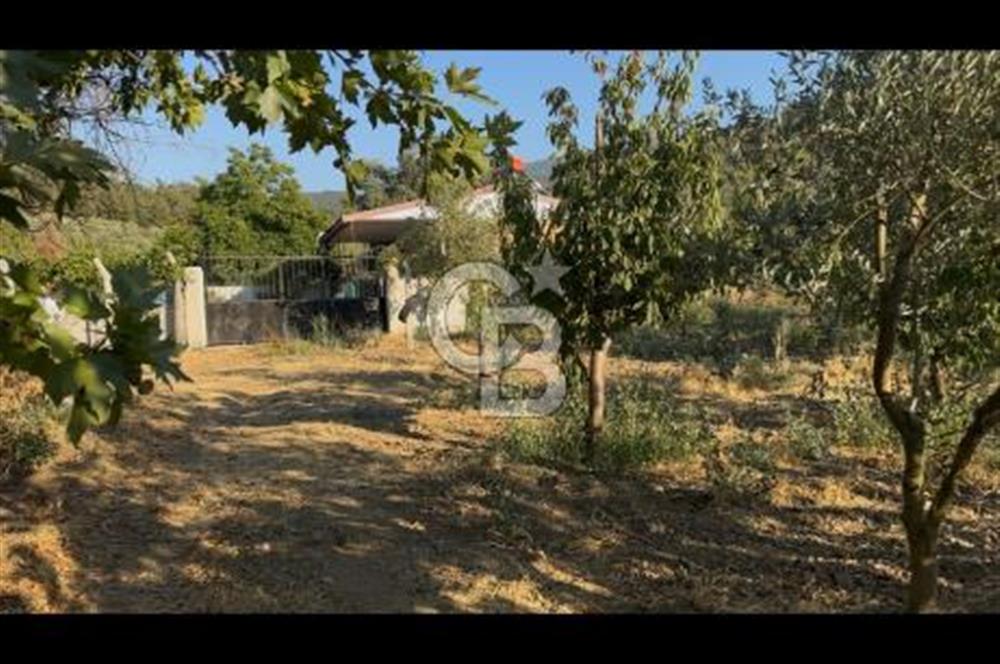 Kemalpaşa ,da Sincancılar 4429m2 Tek Tapu Satılık Tarla