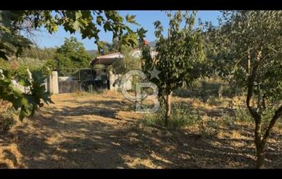 Kemalpaşa ,da Sincancılar 4429m2 Tek Tapu Satılık Tarla