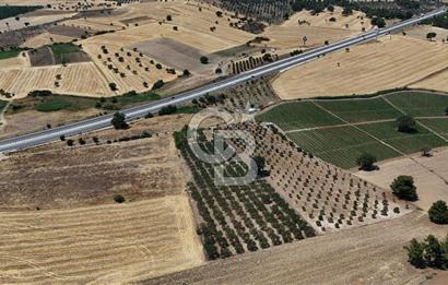 ÇANAKKALE AKÇAPINAR İZMİR ASFALTINA CEPHELİ SATILIK ZEYTİNLİK!