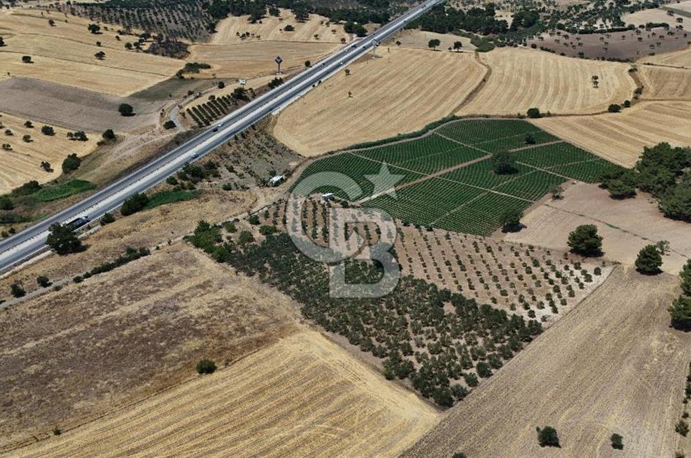 ÇANAKKALE AKÇAPINAR İZMİR ASFALTINA CEPHELİ SATILIK ZEYTİNLİK!