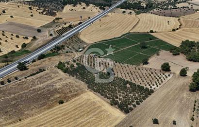 ÇANAKKALE AKÇAPINAR İZMİR ASFALTINA CEPHELİ SATILIK ZEYTİNLİK!