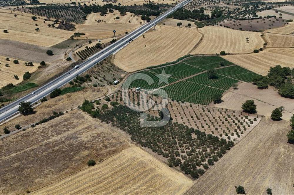 ÇANAKKALE AKÇAPINAR İZMİR ASFALTINA CEPHELİ SATILIK ZEYTİNLİK!