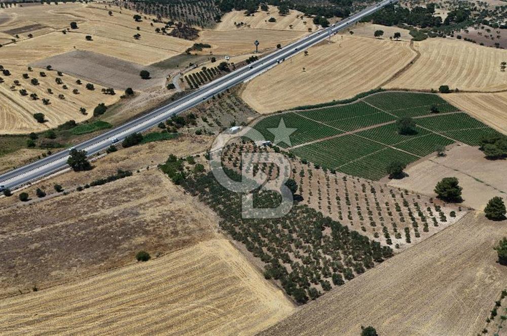 ÇANAKKALE AKÇAPINAR İZMİR ASFALTINA CEPHELİ SATILIK ZEYTİNLİK!