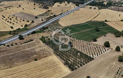 ÇANAKKALE AKÇAPINAR İZMİR ASFALTINA CEPHELİ SATILIK ZEYTİNLİK!