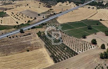 ÇANAKKALE AKÇAPINAR İZMİR ASFALTINA CEPHELİ SATILIK ZEYTİNLİK!