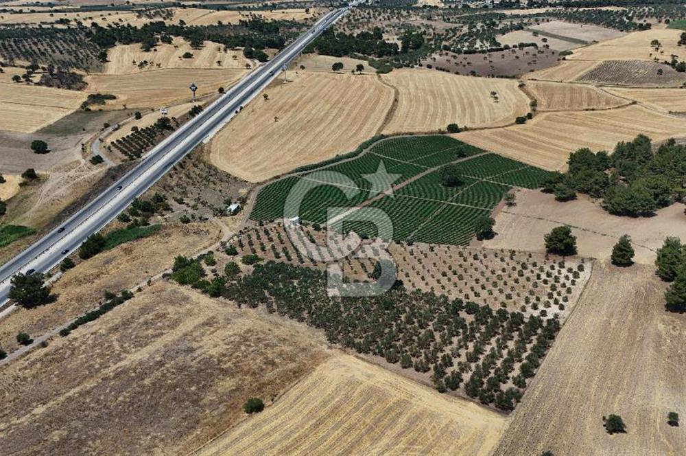 ÇANAKKALE AKÇAPINAR İZMİR ASFALTINA CEPHELİ SATILIK ZEYTİNLİK!