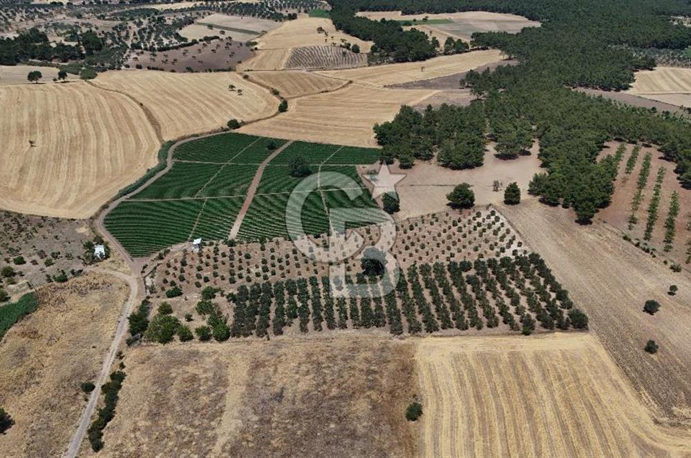 ÇANAKKALE AKÇAPINAR İZMİR ASFALTINA CEPHELİ SATILIK ZEYTİNLİK!