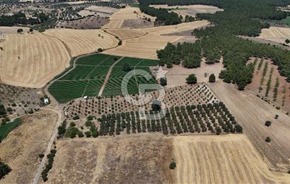 ÇANAKKALE AKÇAPINAR İZMİR ASFALTINA CEPHELİ SATILIK ZEYTİNLİK!