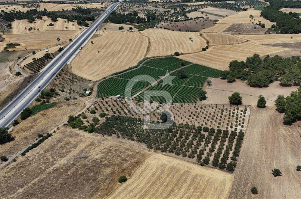 ÇANAKKALE AKÇAPINAR İZMİR ASFALTINA CEPHELİ SATILIK ZEYTİNLİK!