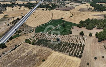 ÇANAKKALE AKÇAPINAR İZMİR ASFALTINA CEPHELİ SATILIK ZEYTİNLİK!