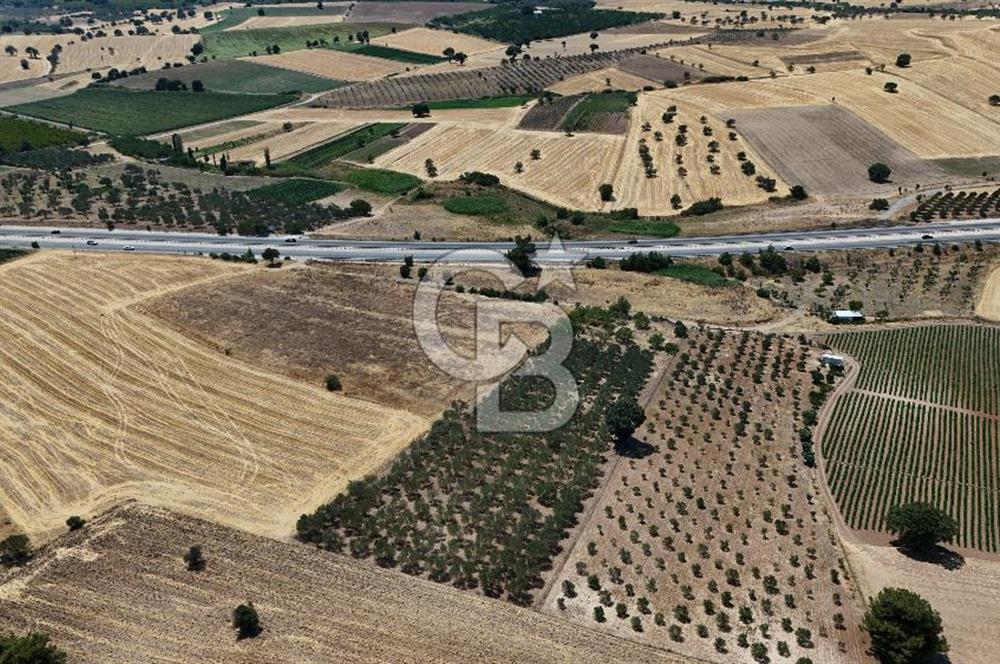 ÇANAKKALE AKÇAPINAR İZMİR ASFALTINA CEPHELİ SATILIK ZEYTİNLİK!