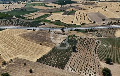 ÇANAKKALE AKÇAPINAR İZMİR ASFALTINA CEPHELİ SATILIK ZEYTİNLİK!