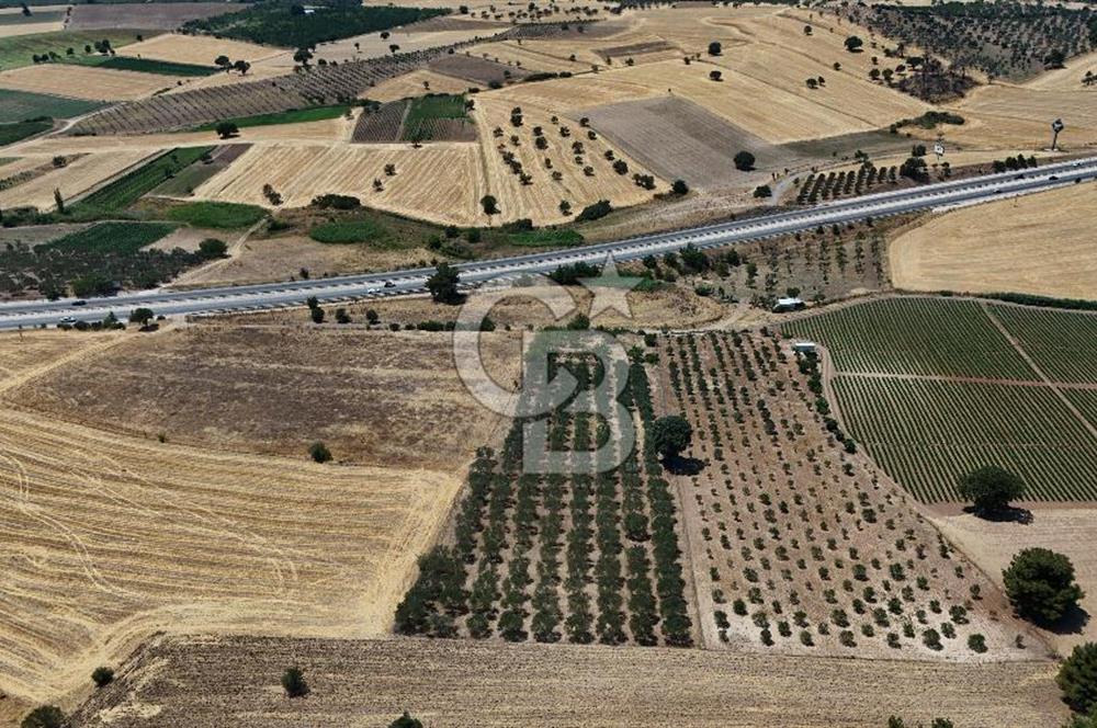 ÇANAKKALE AKÇAPINAR İZMİR ASFALTINA CEPHELİ SATILIK ZEYTİNLİK!