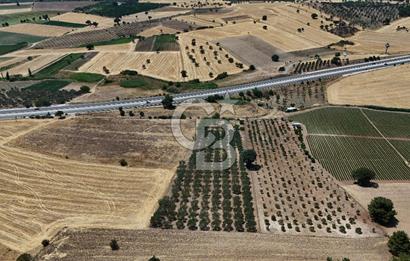 ÇANAKKALE AKÇAPINAR İZMİR ASFALTINA CEPHELİ SATILIK ZEYTİNLİK!