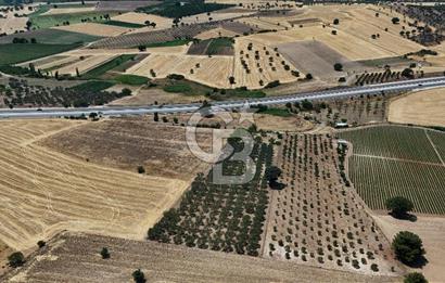 ÇANAKKALE AKÇAPINAR İZMİR ASFALTINA CEPHELİ SATILIK ZEYTİNLİK!