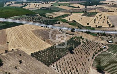 ÇANAKKALE AKÇAPINAR İZMİR ASFALTINA CEPHELİ SATILIK ZEYTİNLİK!