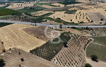 ÇANAKKALE AKÇAPINAR İZMİR ASFALTINA CEPHELİ SATILIK ZEYTİNLİK!