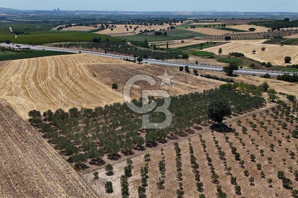 ÇANAKKALE AKÇAPINAR İZMİR ASFALTINA CEPHELİ SATILIK ZEYTİNLİK!