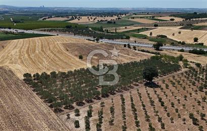 ÇANAKKALE AKÇAPINAR İZMİR ASFALTINA CEPHELİ SATILIK ZEYTİNLİK!