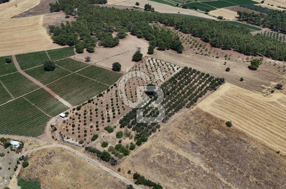 ÇANAKKALE AKÇAPINAR İZMİR ASFALTINA CEPHELİ SATILIK ZEYTİNLİK!