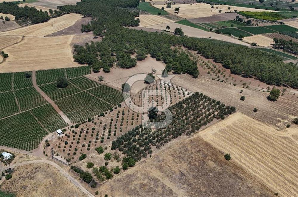 ÇANAKKALE AKÇAPINAR İZMİR ASFALTINA CEPHELİ SATILIK ZEYTİNLİK!