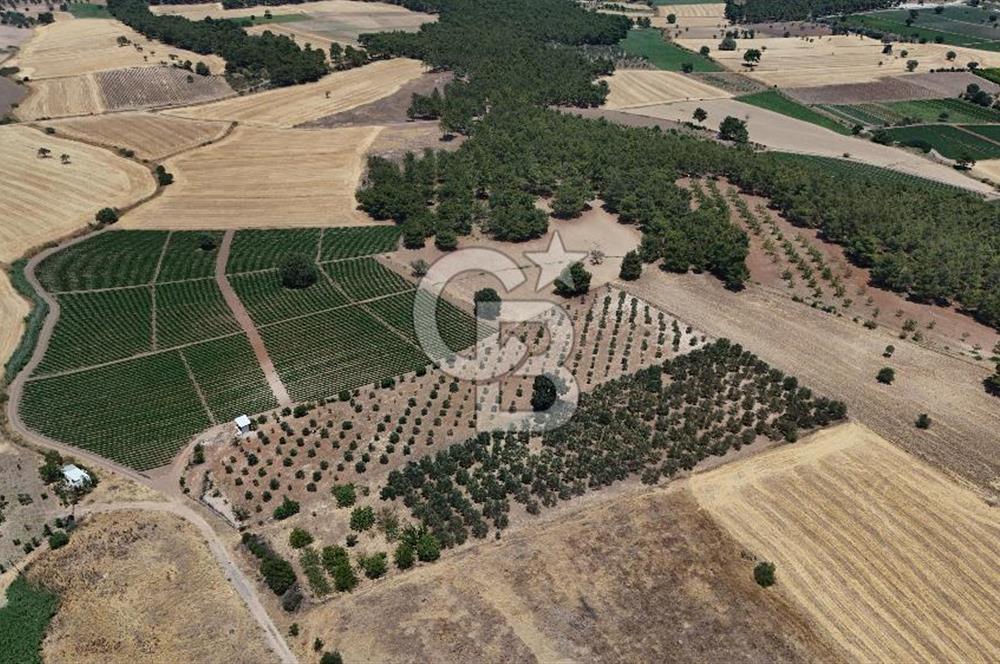 ÇANAKKALE AKÇAPINAR İZMİR ASFALTINA CEPHELİ SATILIK ZEYTİNLİK!