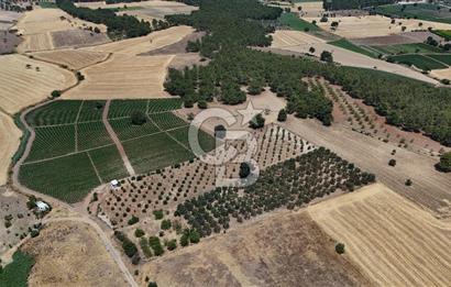 ÇANAKKALE AKÇAPINAR İZMİR ASFALTINA CEPHELİ SATILIK ZEYTİNLİK!