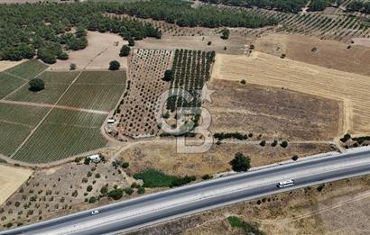 ÇANAKKALE AKÇAPINAR İZMİR ASFALTINA CEPHELİ SATILIK ZEYTİNLİK!