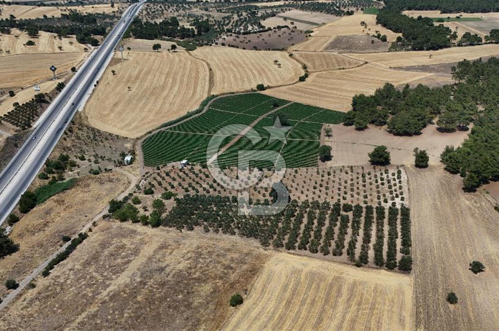 ÇANAKKALE AKÇAPINAR İZMİR ASFALTINA CEPHELİ SATILIK ZEYTİNLİK!