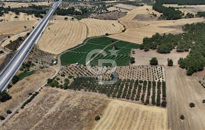 ÇANAKKALE AKÇAPINAR İZMİR ASFALTINA CEPHELİ SATILIK ZEYTİNLİK!